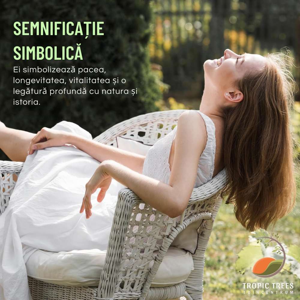 Maslin Bonsai Stravechi Arbequina Aclimatizat, rezistent iarna, vesnic verde, fructifer, usor de ingrijit, efect mediteranean, varsta 100 Ani, 260 cm, trunchiu noduros