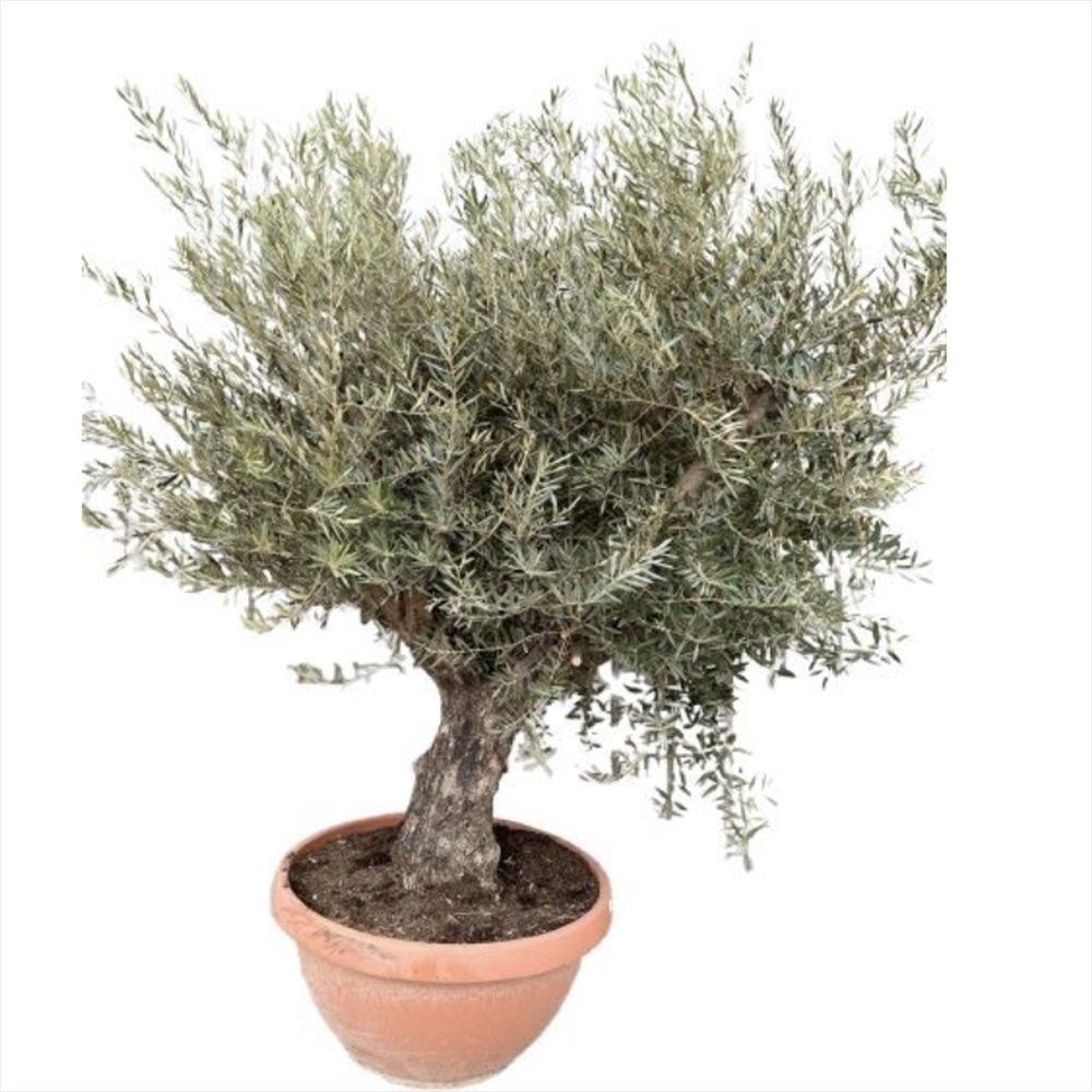 Maslin European Bonsai Arbequina Aclimatizat, rezistent iarna, vesnic verde, fructifer, usor de ingrijit, efect mediteranean, 50 ani, 220 cm cu trunchi noduros
