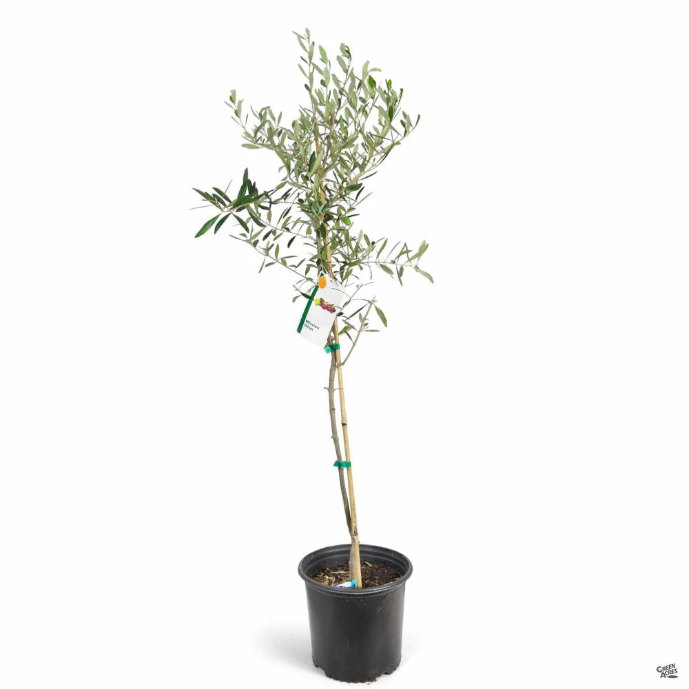 Maslin European Arbequina Aclimatizat, rezistent iarna, vesnic verde, fructifer, usor de ingrijit, efect mediteranean 160- 170 cm