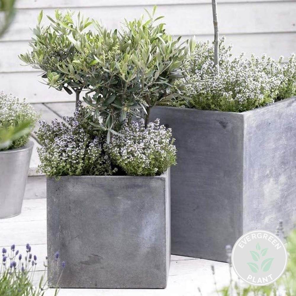 Maslin European Arbequina, Aclimatizat, rezistent iarna, vesnic verde, fructifer, usor de ingrijit, efect mediteranean, 30-40 cm