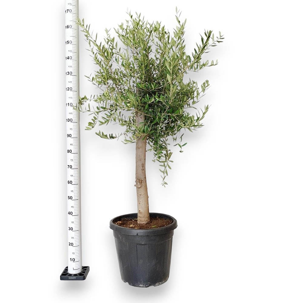 Maslin European Arbequina Aclimatizat, rezistent iarna, vesnic verde, fructifer, usor de ingrijit, efect mediteranean, 170 cm