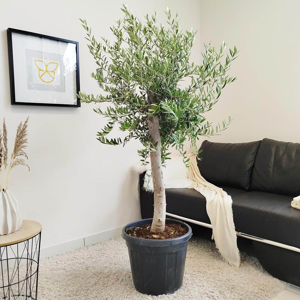 Maslin European Arbequina Aclimatizat, rezistent iarna, vesnic verde, fructifer, usor de ingrijit, efect mediteranean, 170 cm