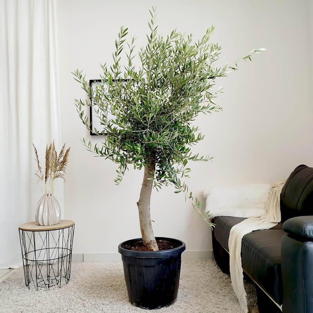 Maslin European Arbequina Aclimatizat, rezistent iarna, vesnic verde, fructifer, usor de ingrijit, efect mediteranean, 170 cm