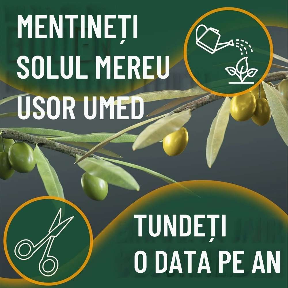 Maslin European Arbequina Aclimatizat, 60-70 cm, rezistent iarna, vesnic verde, fructifer, usor de ingrijit, efect mediteranean, Tulpina 30-40 cm