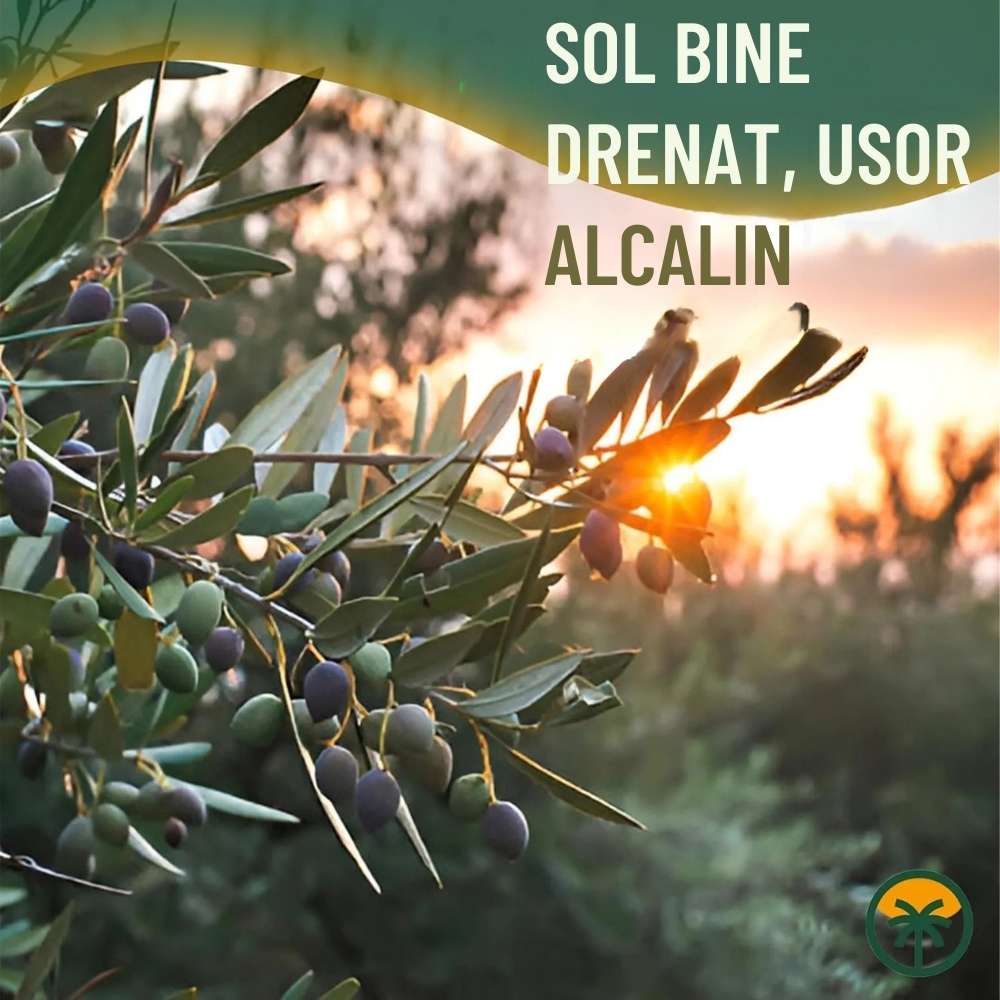 Maslin European Arbequina Aclimatizat, rezistent iarna, vesnic verde, fructifer, usor de ingrijit, efect mediteranean - 120 cm