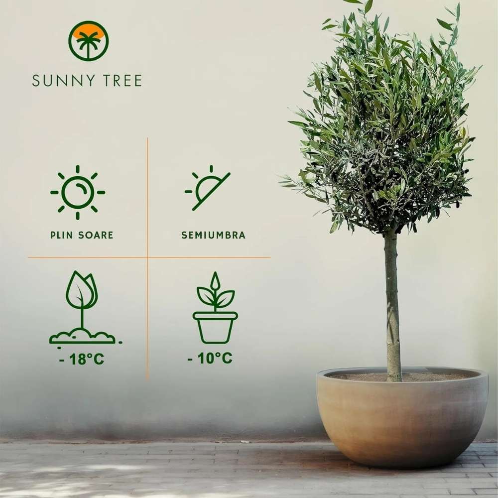 Maslin European Arbequina Aclimatizat, 60-70 cm, rezistent iarna, vesnic verde, fructifer, usor de ingrijit, efect mediteranean, Tulpina 30-40 cm