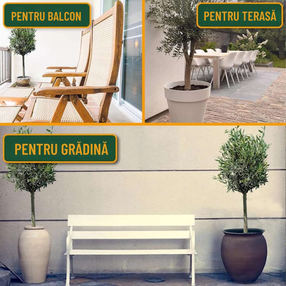 Maslin European Arbequina Aclimatizat, rezistent iarna, vesnic verde, fructifer, usor de ingrijit, efect mediteranean 160- 170 cm