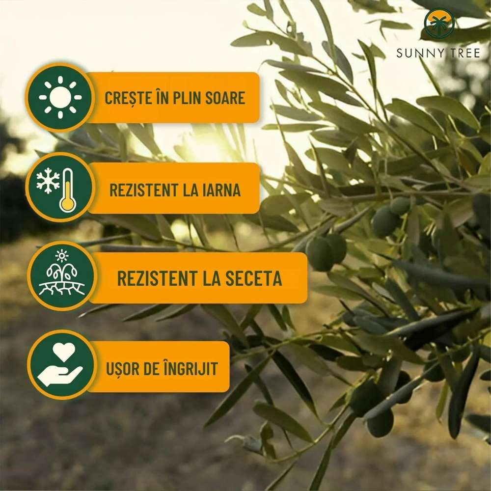 Maslin European Arbequina Aclimatizat, rezistent iarna, vesnic verde, fructifer, usor de ingrijit, efect mediteranean 160- 170 cm