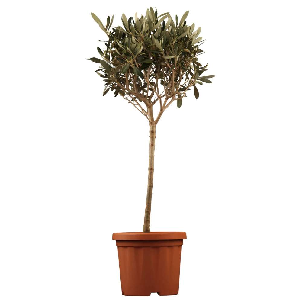 Maslin European Arbequina, Aclimatizat, rezistent iarna, vesnic verde, fructifer, usor de ingrijit, efect mediteranean, 60 cm