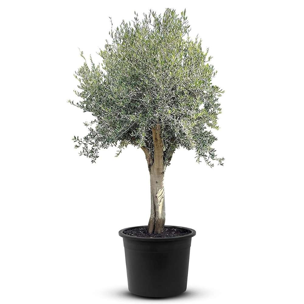 Maslin European Arbequina Aclimatizat, rezistent iarna, vesnic verde, fructifer, usor de ingrijit, efect mediteranean, 180 cm cu tulpina groasa