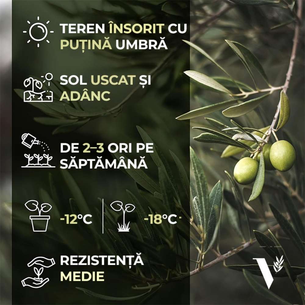 Maslin European Arbequina Aclimatizat, rezistent iarna, vesnic verde, fructifer, usor de ingrijit, efect mediteranean 240-280 cm cu tulpina lunga