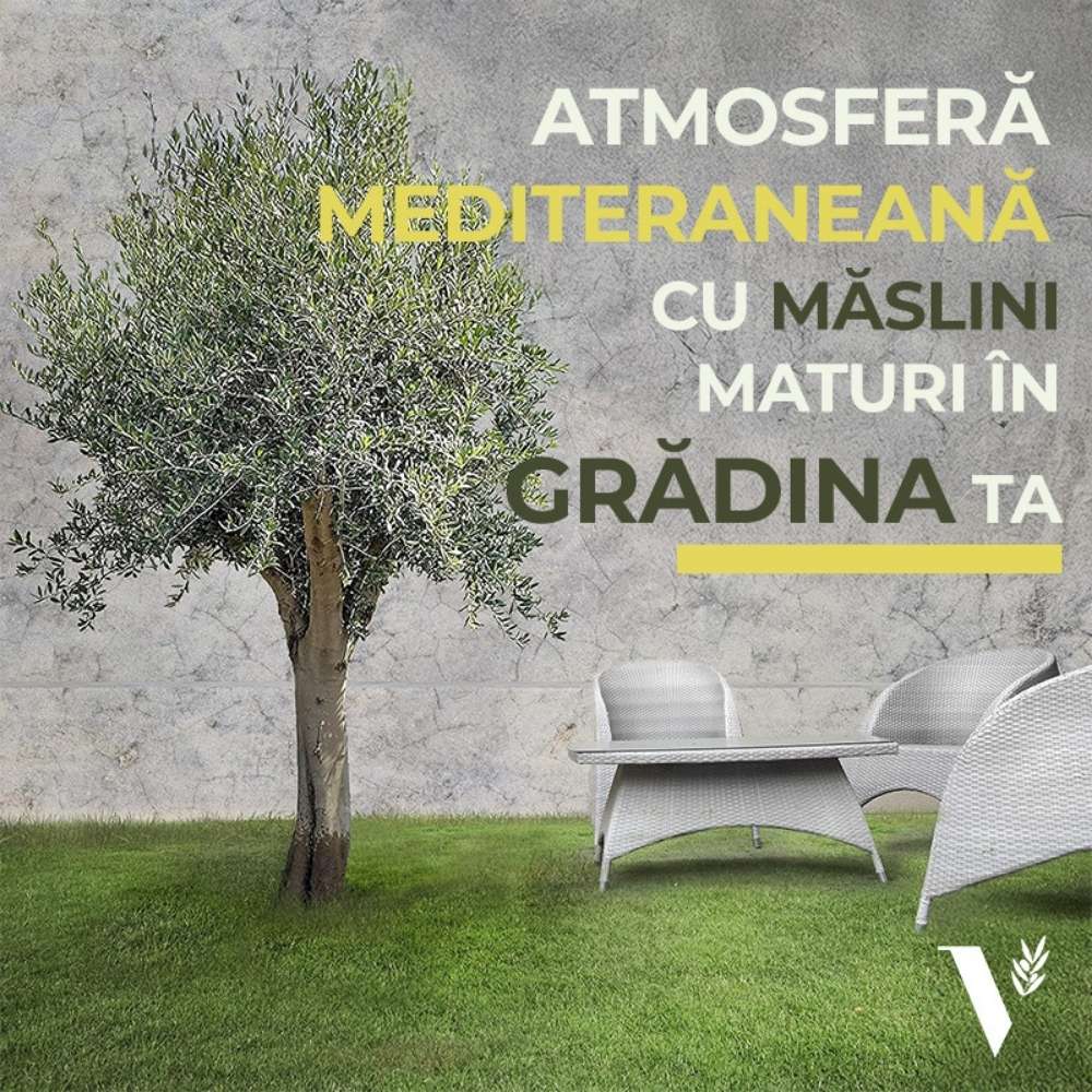 Maslin European Arbequina Aclimatizat, rezistent iarna, vesnic verde, fructifer, usor de ingrijit, efect mediteranean 240-280 cm cu tulpina lunga