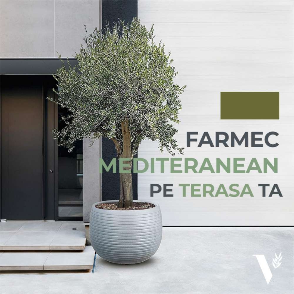 Maslin European Arbequina Aclimatizat, rezistent iarna, vesnic verde, fructifer, usor de ingrijit, efect mediteranean 240-280 cm cu tulpina lunga