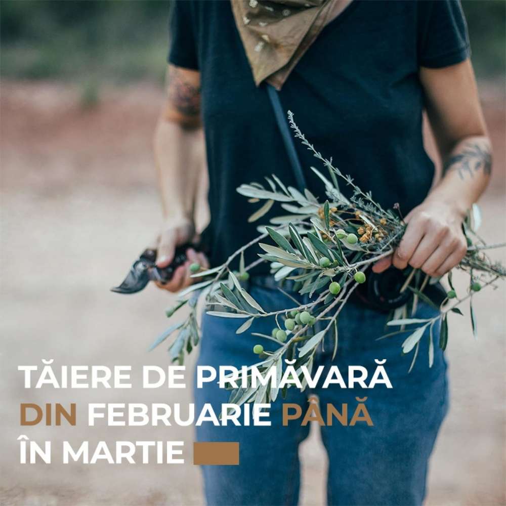 Maslin European Arbequina Aclimatizat, rezistent iarna, vesnic verde, fructifer, usor de ingrijit, efect mediteranean 240-280 cm cu tulpina lunga