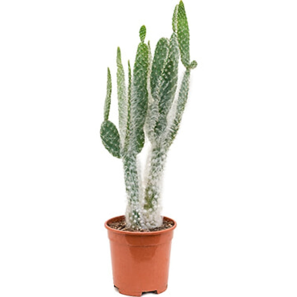 Cactus Opuntia Blue Ale, 25-30 cm, cactus albastru exotic, planta decorativa de interior