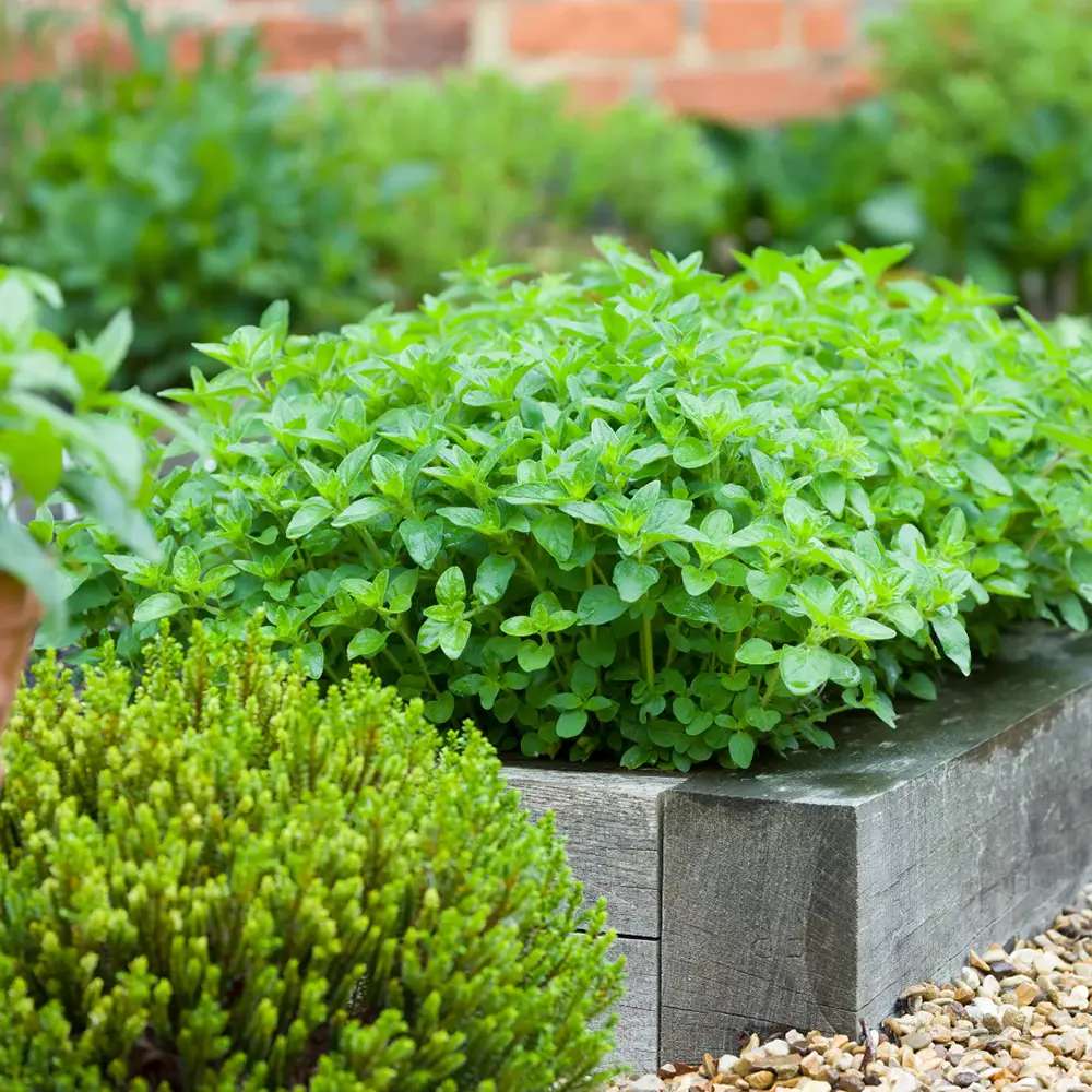 Oregano salbatic (Origanum vulgare), planta aromatica perena rezistenta la ger