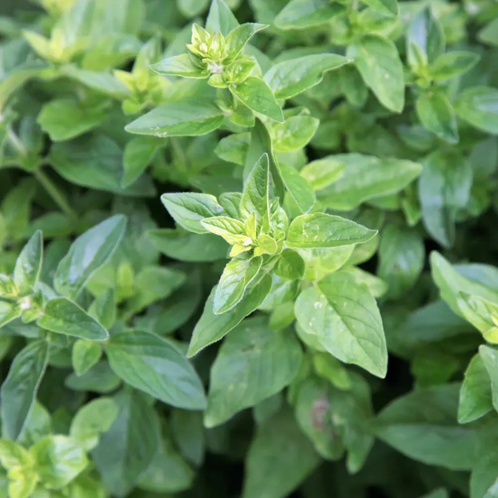 Oregano salbatic (Origanum vulgare), planta aromatica perena rezistenta la ger