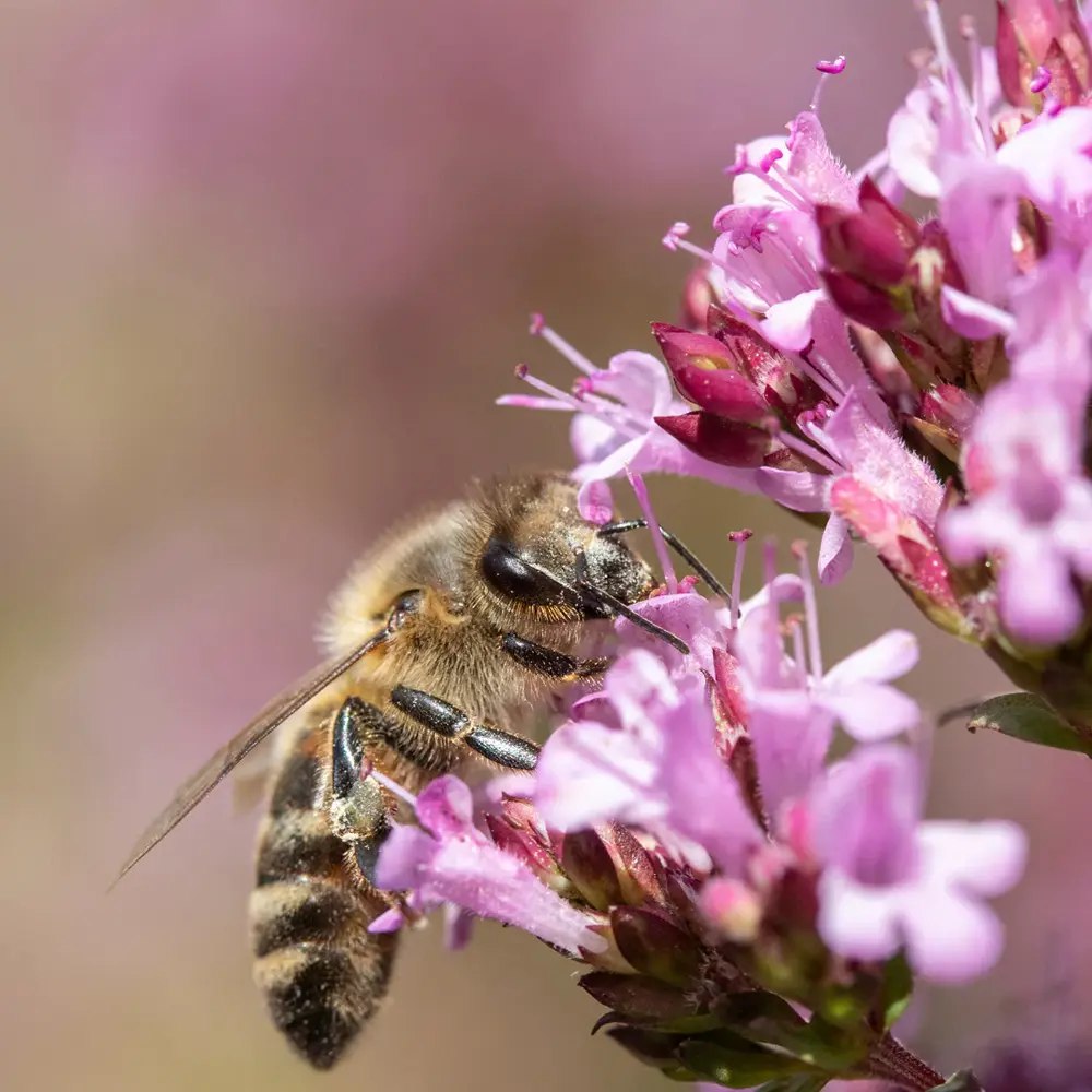 Oregano salbatic (Origanum vulgare), planta aromatica perena rezistenta la ger