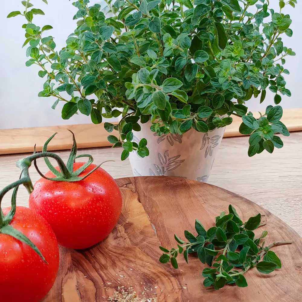 Oregano salbatic (Origanum vulgare), planta aromatica perena rezistenta la ger