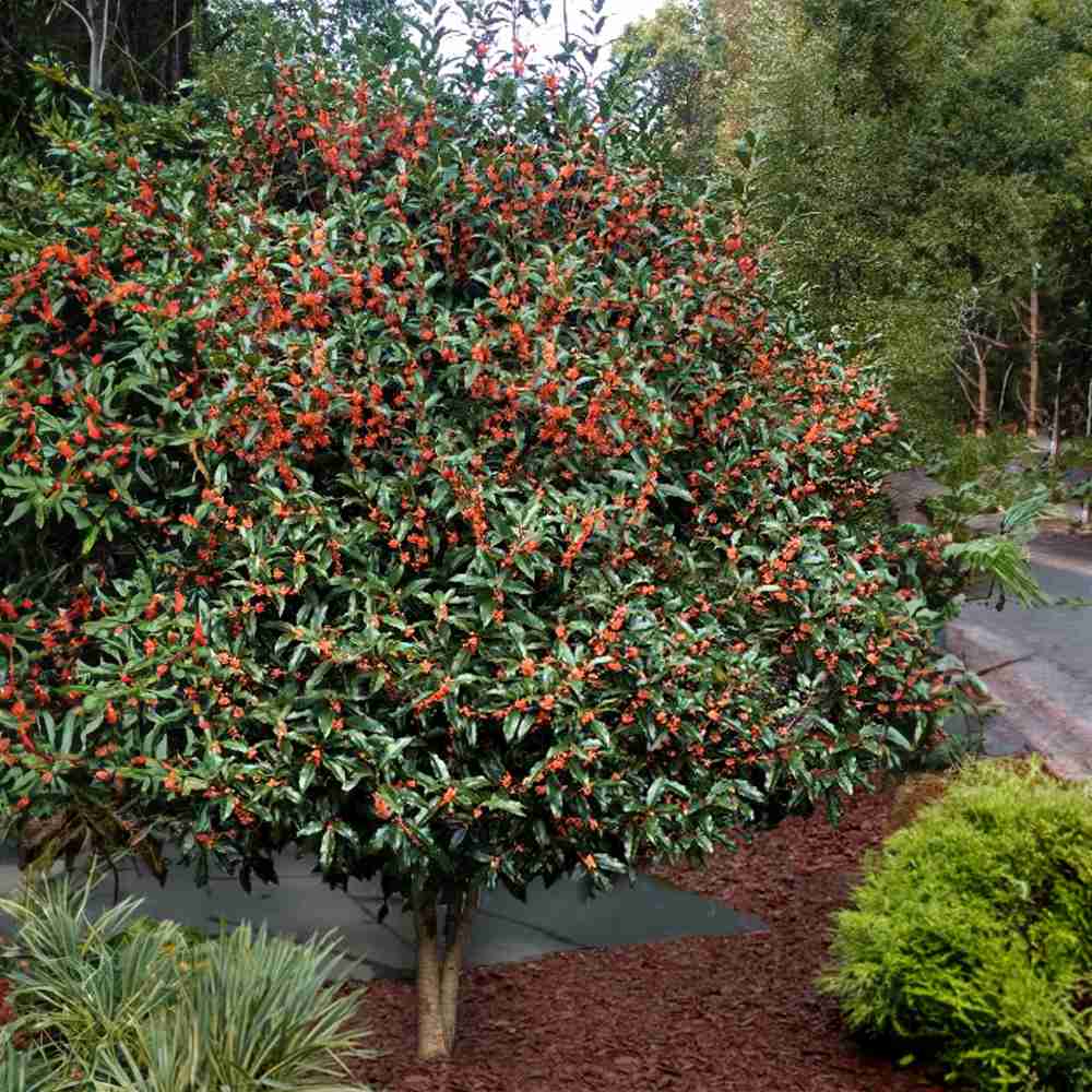 Ilex fals Osmanthus fragrans Rubra Aurantiacus, arbust vesnic verde cu flori portocalii extrem de parfumate, pentru gradini elegante