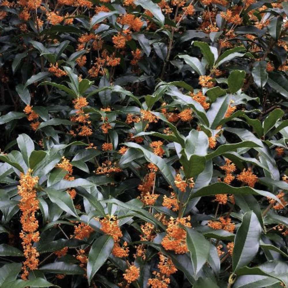 Ilex fals Osmanthus fragrans Rubra Aurantiacus, arbust vesnic verde cu flori portocalii extrem de parfumate, pentru gradini elegante