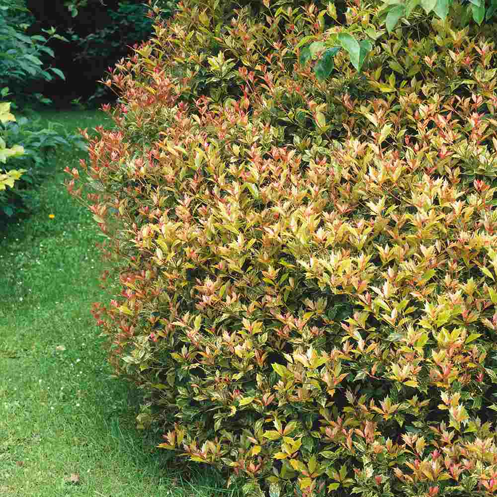 Ilex Fals Japonez Osmanthus heterophyllus Tricolor Goshiki, arbust vesnic verde, frunzis tricolor decorativ, floru cu parfum dulce intens, usor de intretinut