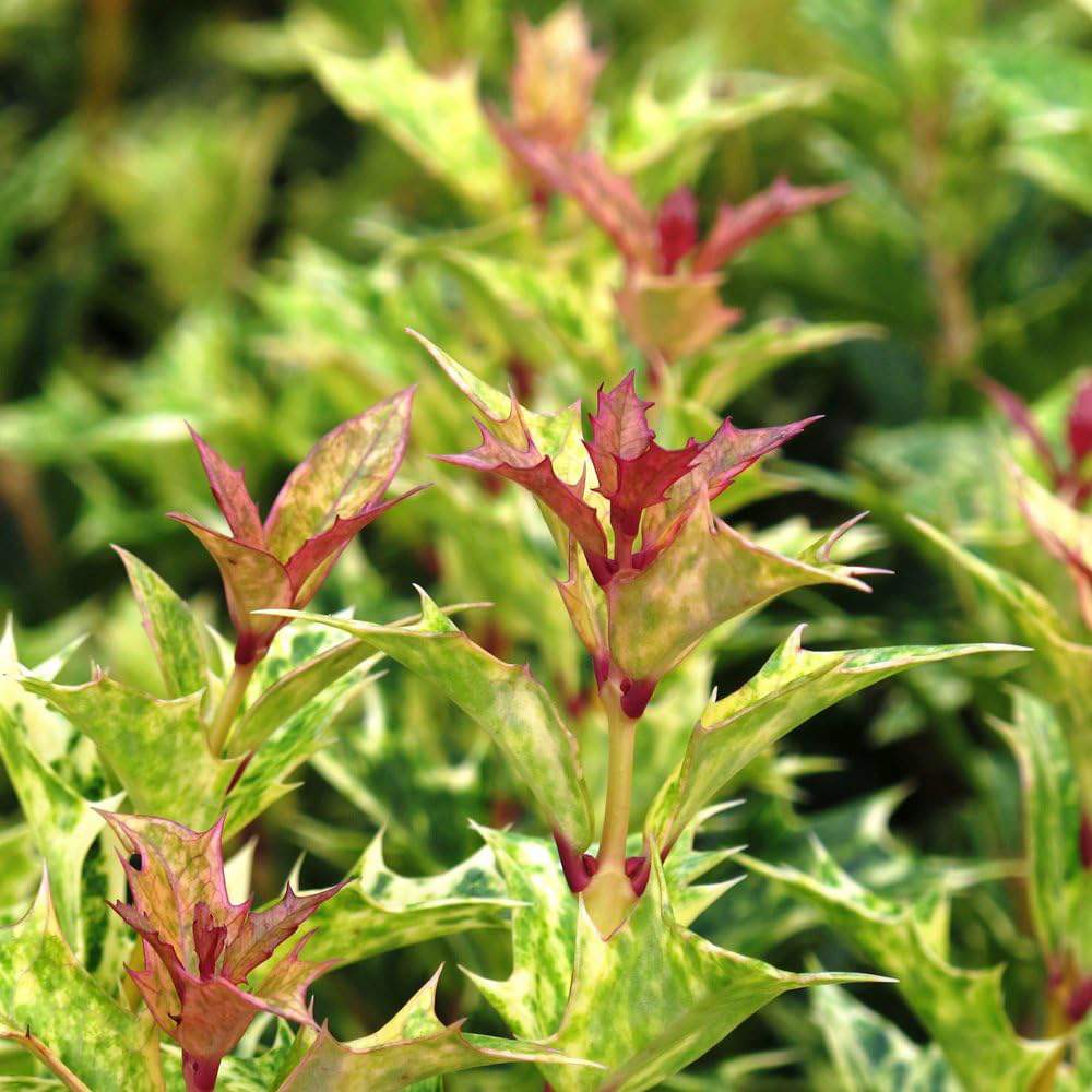 Ilex Fals Japonez Osmanthus heterophyllus Tricolor Goshiki, arbust vesnic verde, frunzis tricolor decorativ, floru cu parfum dulce intens, usor de intretinut