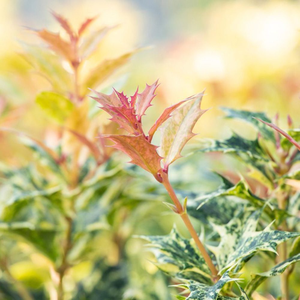 Ilex Fals Japonez Osmanthus heterophyllus Tricolor Goshiki, arbust vesnic verde, frunzis tricolor decorativ, floru cu parfum dulce intens, usor de intretinut