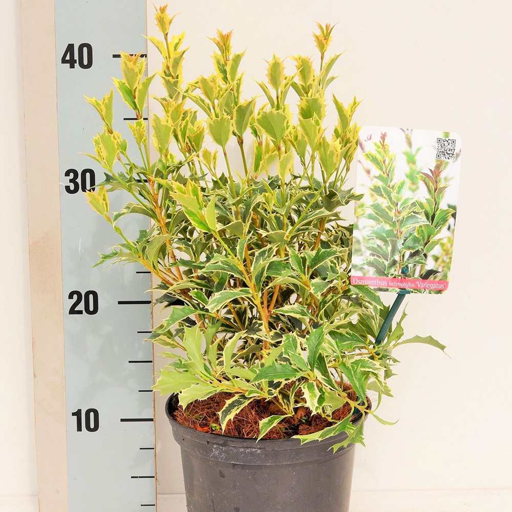 Ilex japonez auriu Osmanthus heterophyllus, arbust vesnic verde cu frunze lucioase variegate auriu-verde si flori albe foarte parfumate de toamna