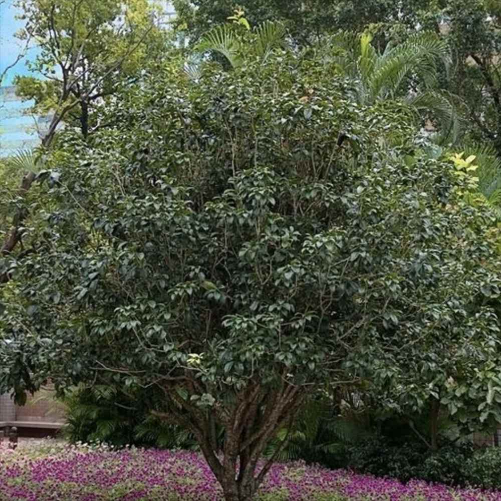 Ilex Fals Japonez Osmanthus Fragrans, arbust vesnic verde cu flori albe parfumate si frunzis lucios, usor de intretinut