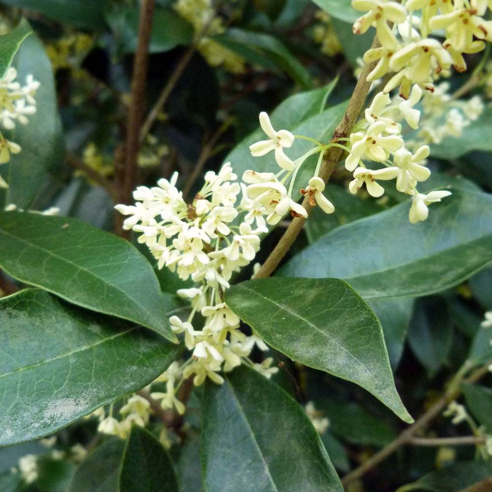 Ilex Fals Japonez Osmanthus Fragrans, arbust vesnic verde cu flori albe parfumate si frunzis lucios, usor de intretinut