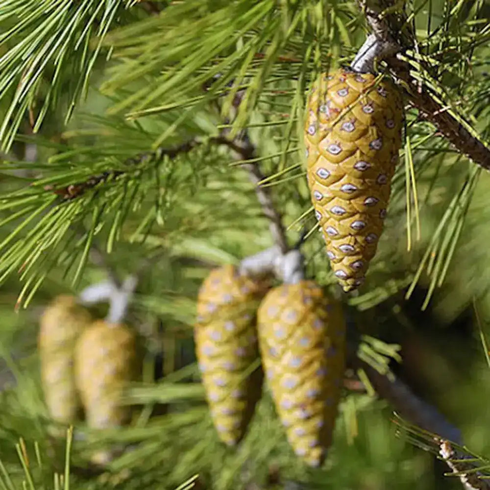 Pin de Alep (Pin Halepensis), conifer mediteranean vesnic verde, rapid, rezistent seceta