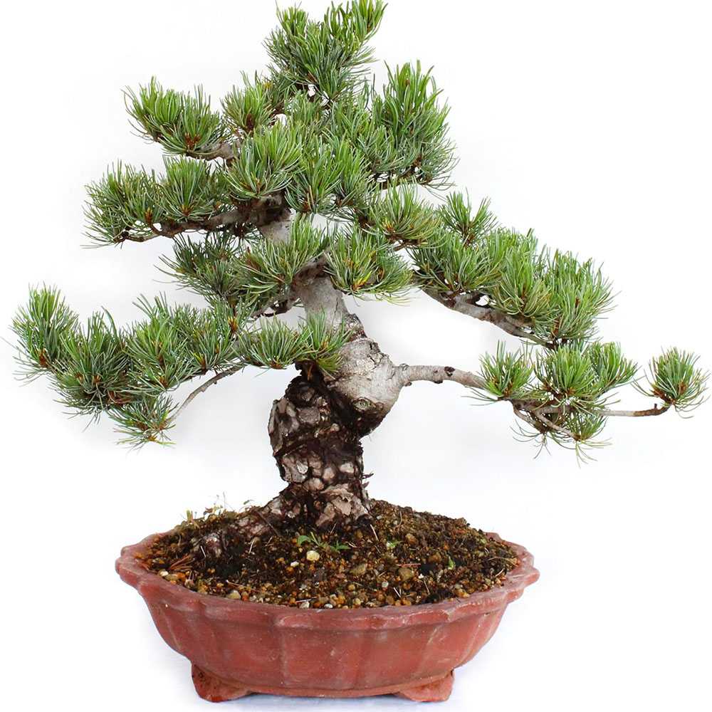 Pin Bonsai Pentaphilia, bonsai cloud decorativ vesnic verde rezistent usor de ingrijit