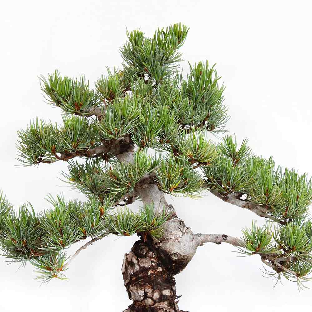 Pin Bonsai Pentaphilia, bonsai cloud decorativ vesnic verde rezistent usor de ingrijit