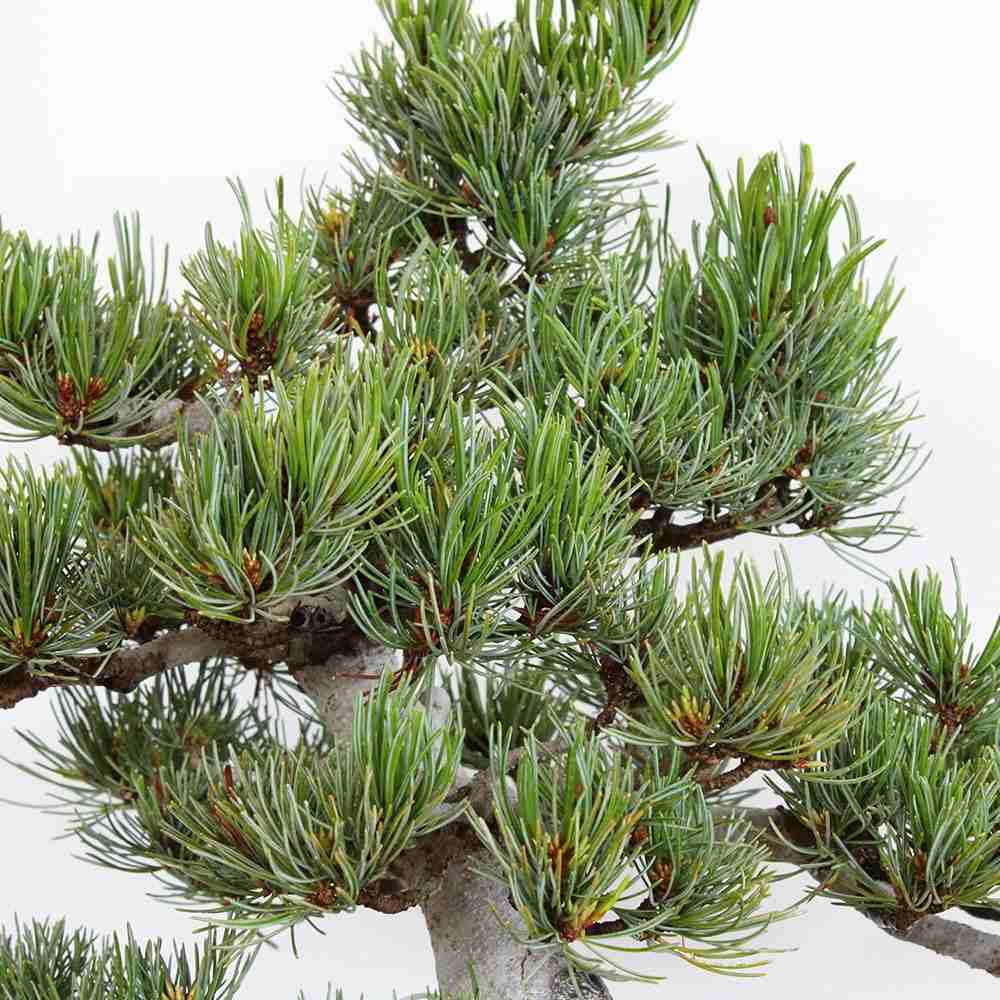 Pin Bonsai Pentaphilia, bonsai cloud decorativ vesnic verde rezistent usor de ingrijit