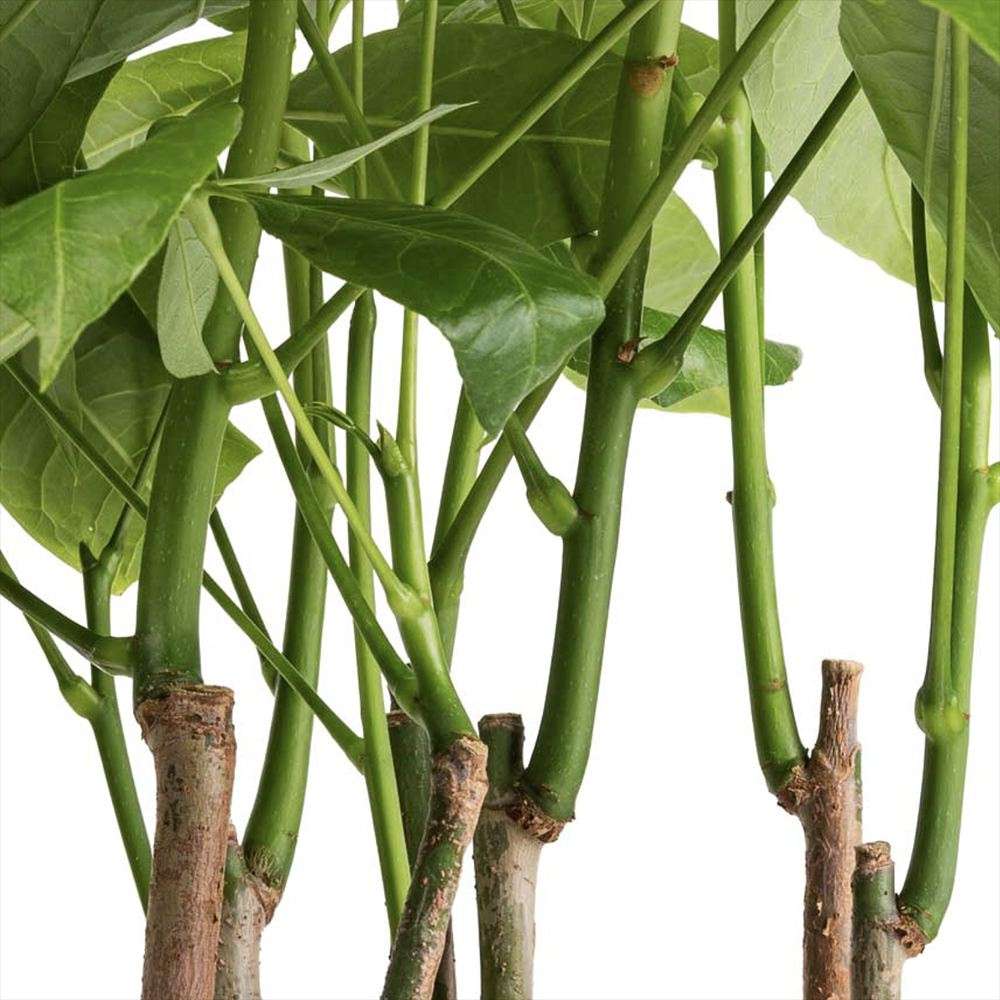 Arborele Banilor (Pachira Aquatica), cu tulpini libere, planta de interior norocoasa, purificatoare de aer - 65 cm