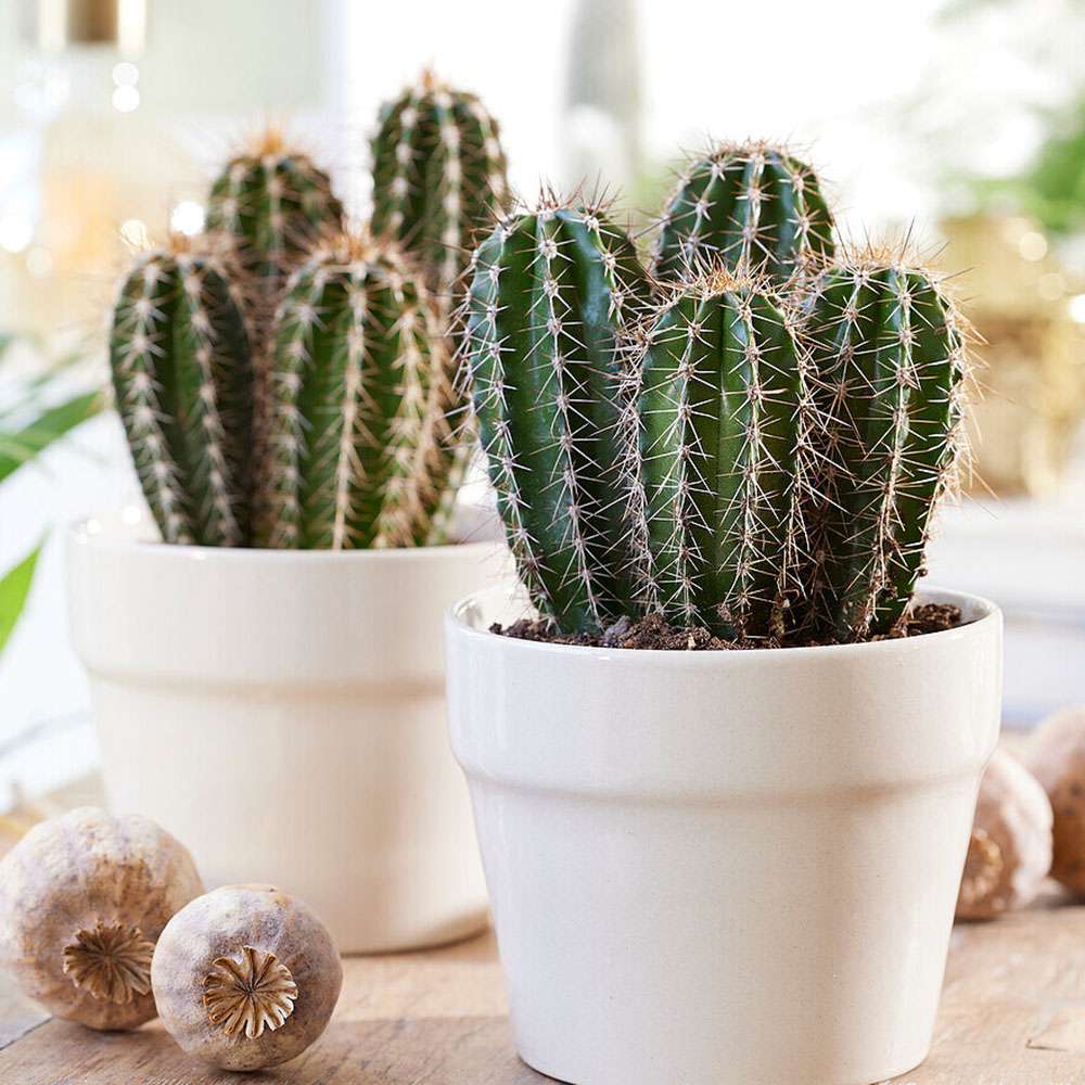 Cactus Gigant Mexican Pachycereus pringlei, aspect exotic si sculptural, atrage privirile