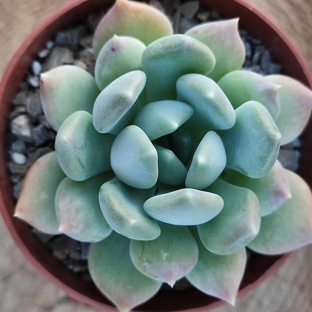 Suculenta (Pachyphytum) Corvus, suculenta gri-verde perlat, decor interior, usor de ingrijit