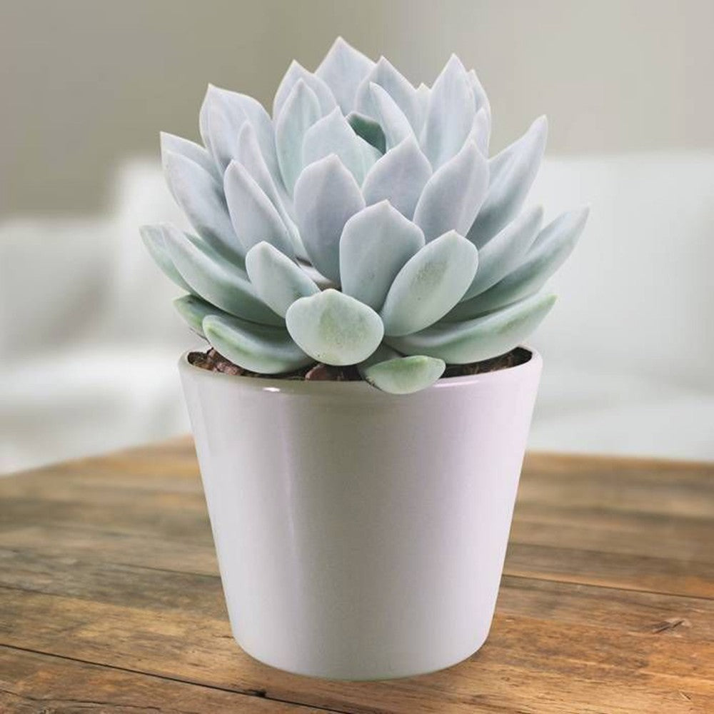 Suculenta (Pachyphytum) Corvus, suculenta gri-verde perlat, decor interior, usor de ingrijit