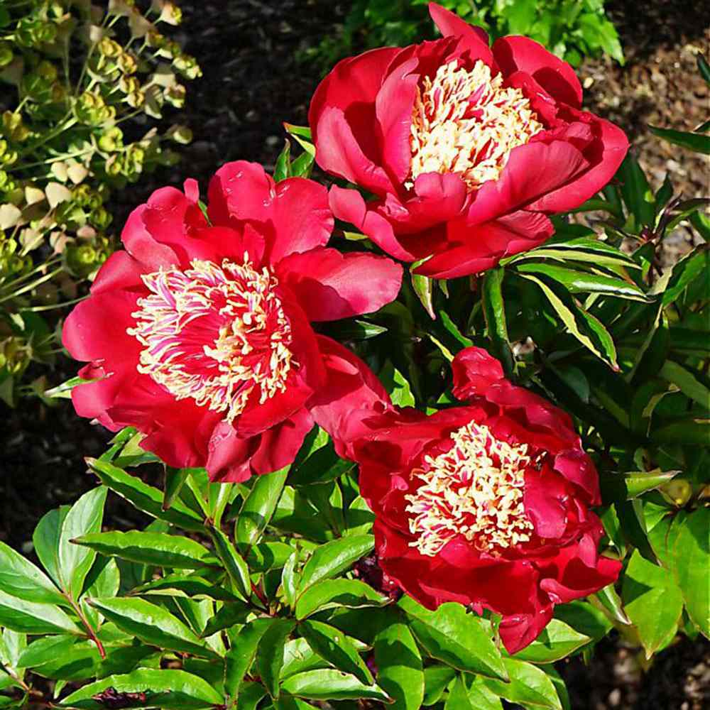 Bujor arbustiv nobil Nippon Beauty, flori rosu spectaculoase, planta perena rezistenta la ger