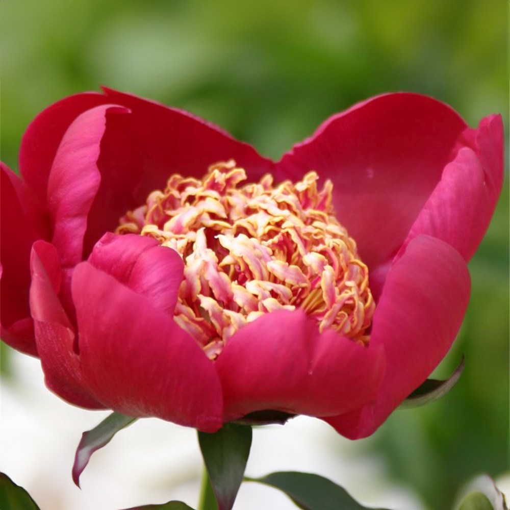 Bujor arbustiv nobil Nippon Beauty, flori rosu spectaculoase, planta perena rezistenta la ger