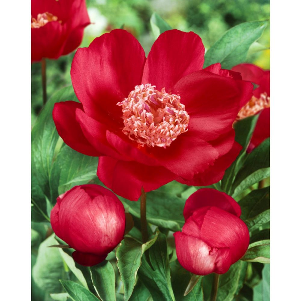 Bujor arbustiv nobil Nippon Beauty, flori rosu spectaculoase, planta perena rezistenta la ger