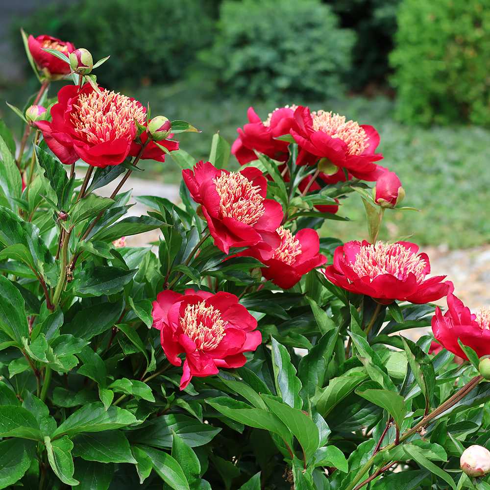 Bujor arbustiv nobil Nippon Beauty, flori rosu spectaculoase, planta perena rezistenta la ger