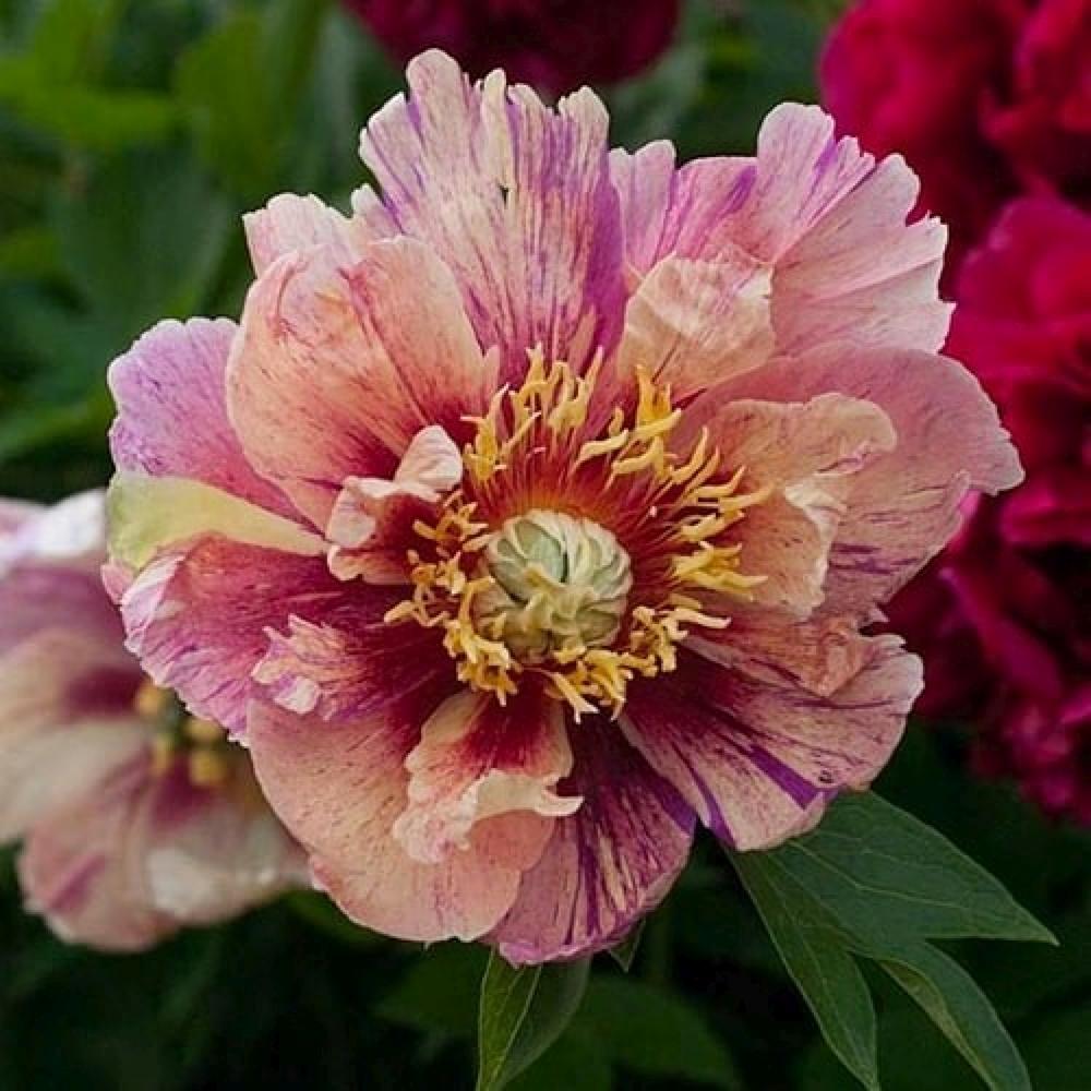 Bujor Hibrid Itoh Anderson's Kaleidoscope, cu flori duble parfumate rezistent la frig