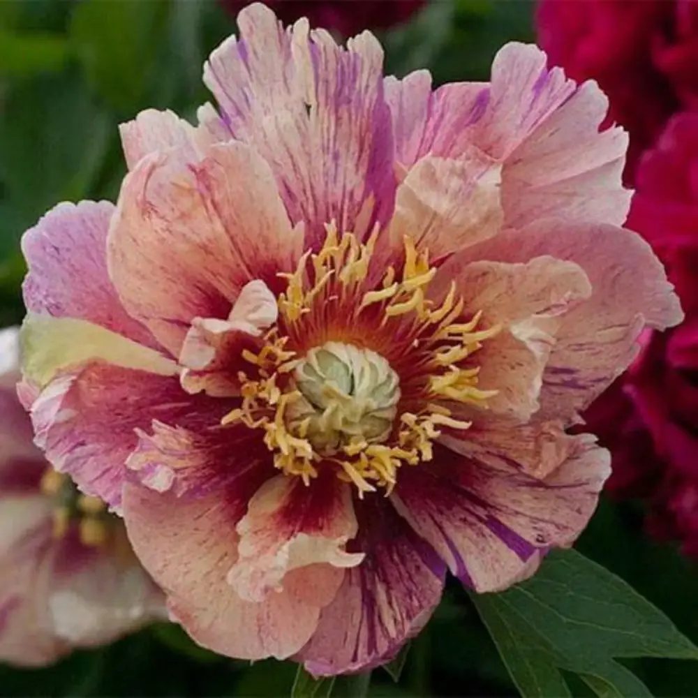 Bujor Hibrid Itoh Anderson's Kaleidoscope, cu flori duble parfumate rezistent la frig