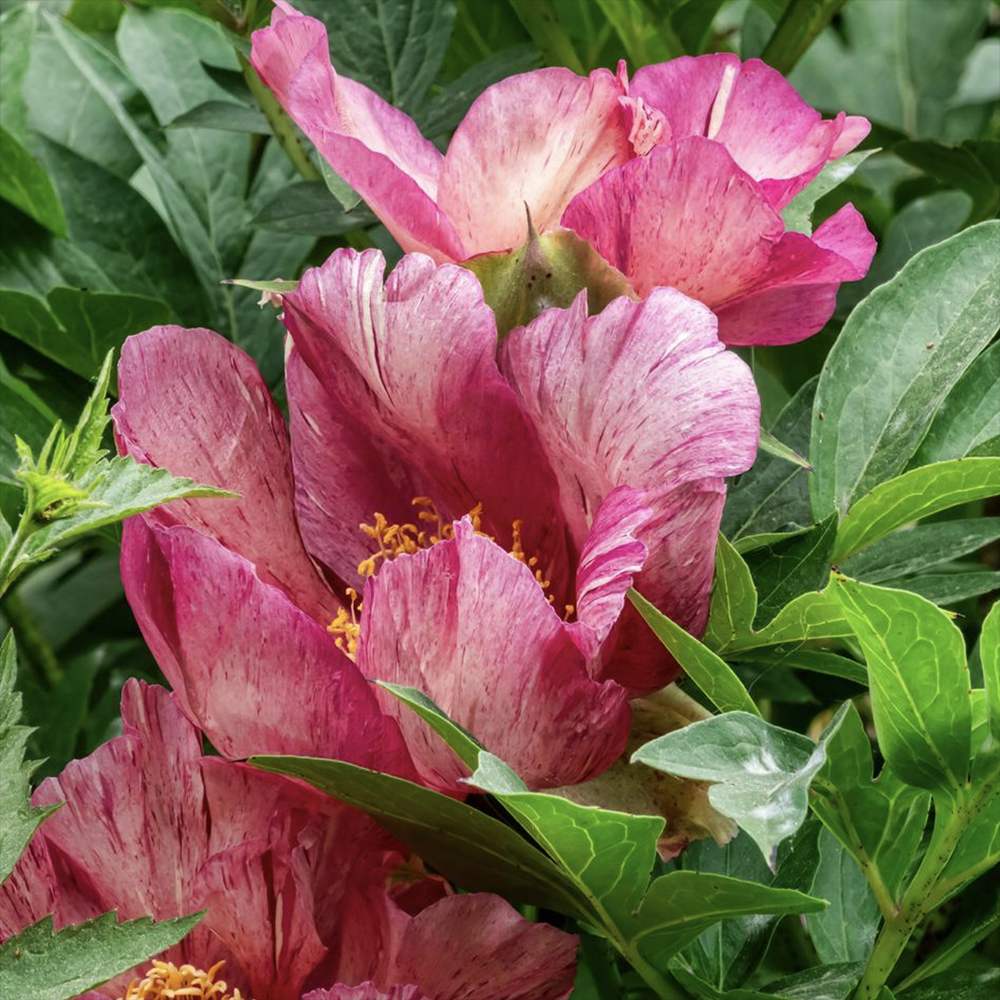 Bujor Hibrid Itoh Anderson's Kaleidoscope, cu flori duble parfumate rezistent la frig