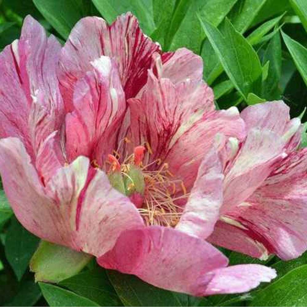 Bujor Hibrid Itoh Anderson's Kaleidoscope, cu flori duble parfumate rezistent la frig