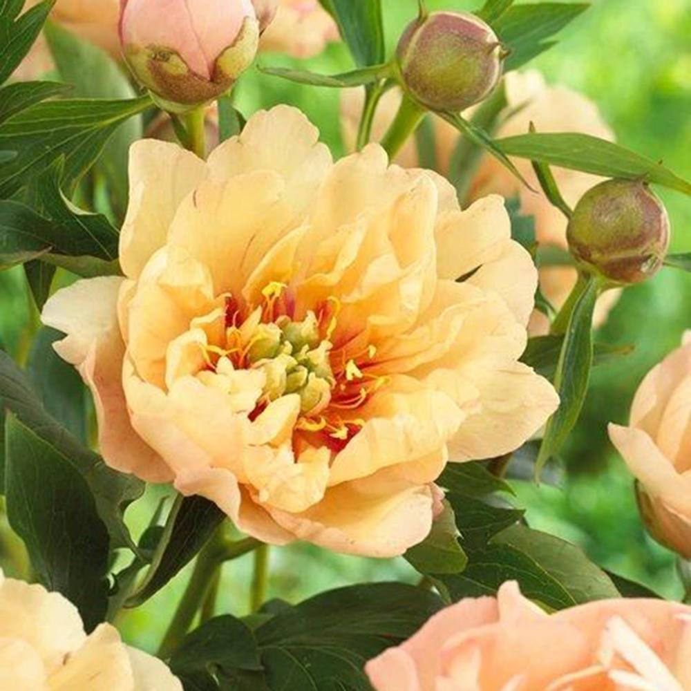 Bujor Hibrid Itoh Paeonia Callie's Memory, cu flori galbene parfumate rezistent la frig si usor de intretinut