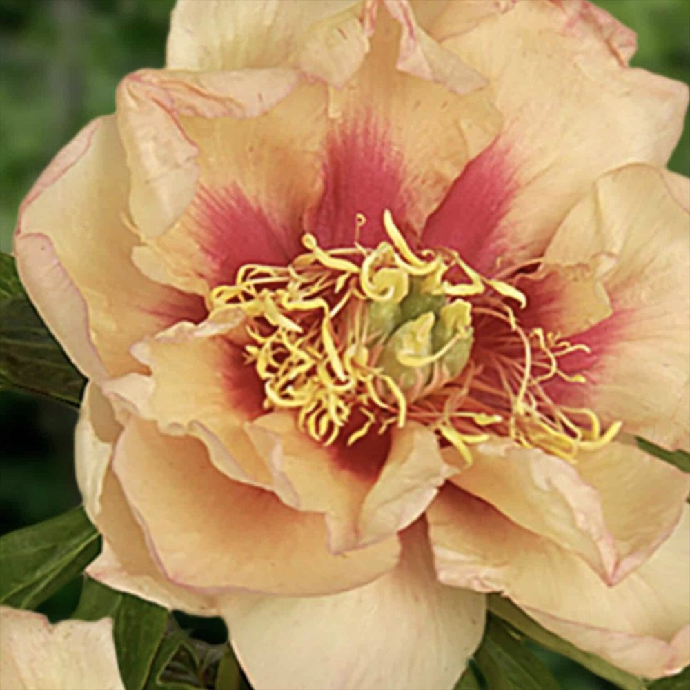 Bujor Hibrid Itoh Paeonia Callie's Memory, cu flori galbene parfumate rezistent la frig si usor de intretinut