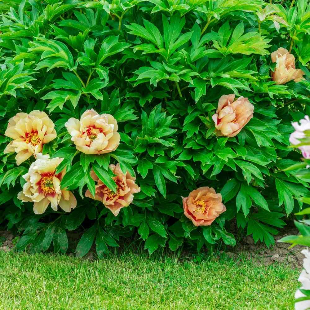 Bujor Hibrid Itoh Paeonia Callie's Memory, cu flori galbene parfumate rezistent la frig si usor de intretinut